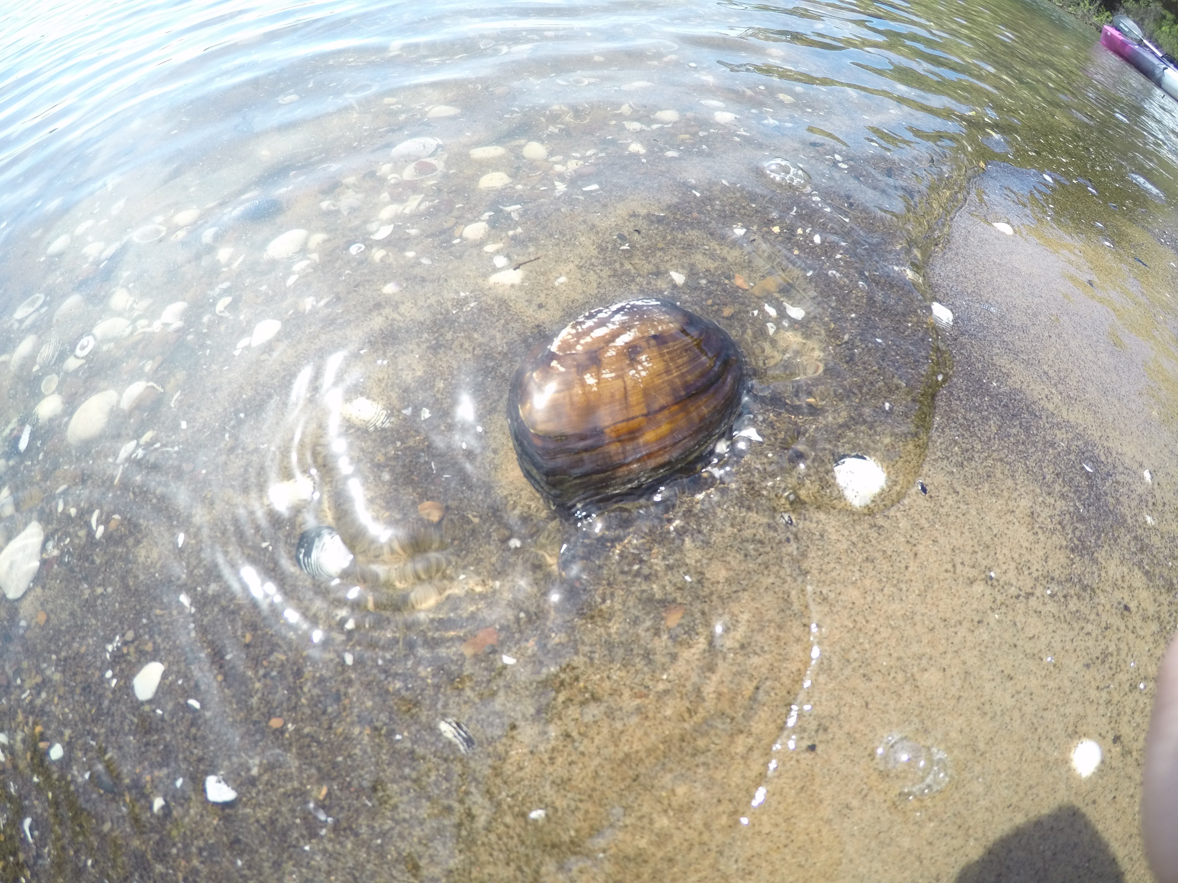 A mussel sitting on sand in shallow water